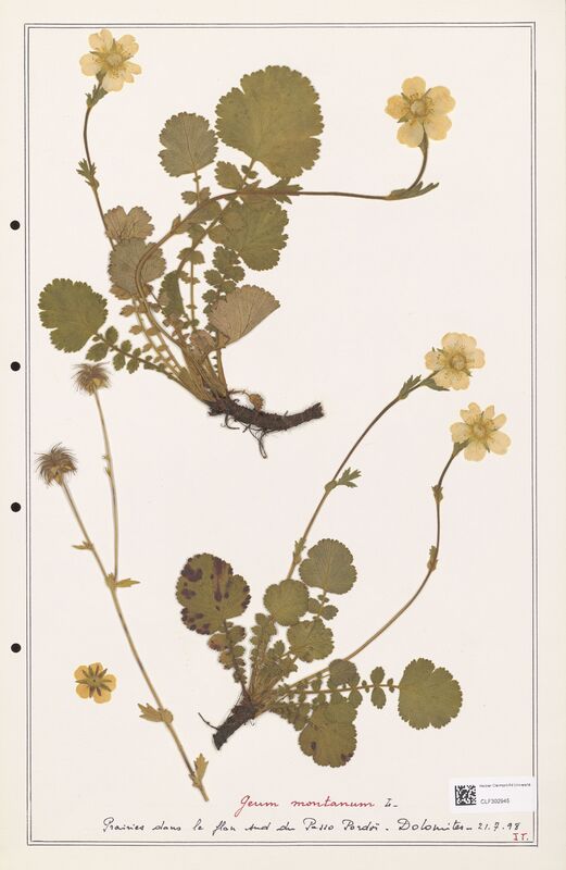 Geum montanum  (Rosaceae)