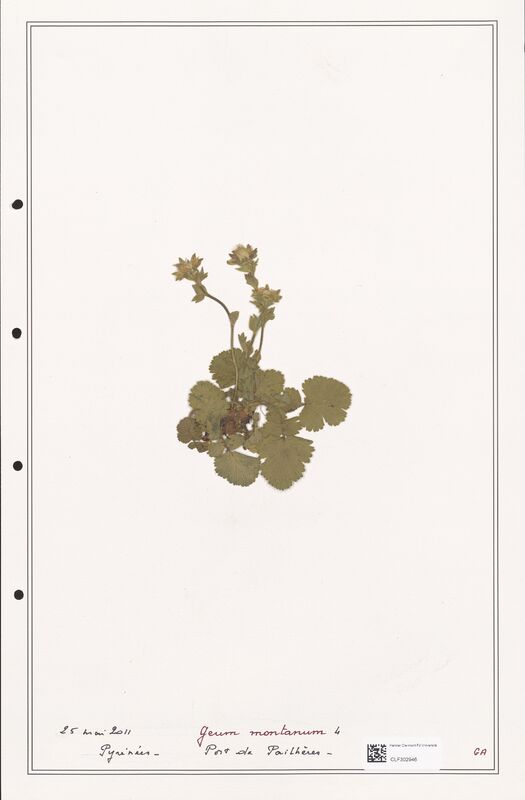 Geum montanum  (Rosaceae)