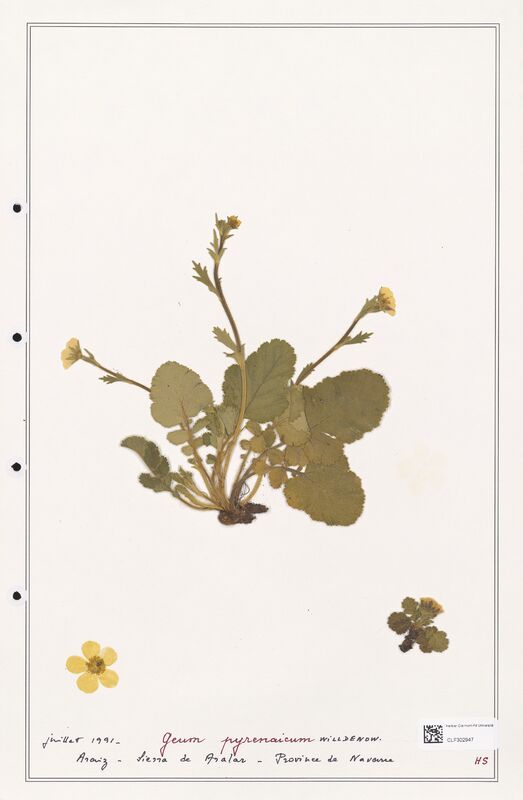 Geum pyrenaicum  (Rosaceae)