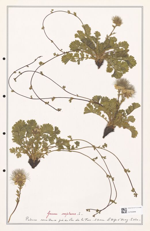 Geum reptans  (Rosaceae)