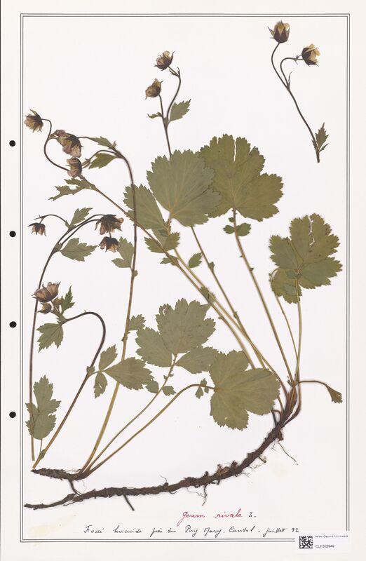 Geum rivale  (Rosaceae)