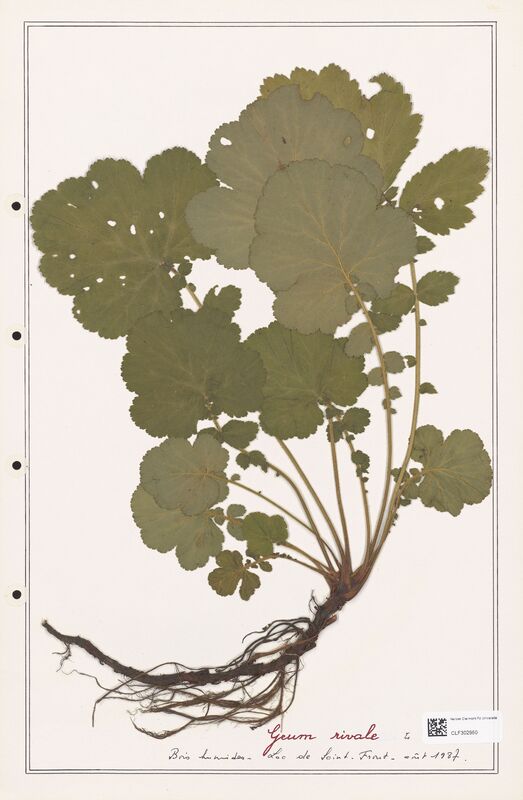 Geum rivale  (Rosaceae)