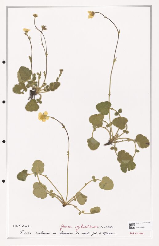 Geum sylvaticum  (Rosaceae)