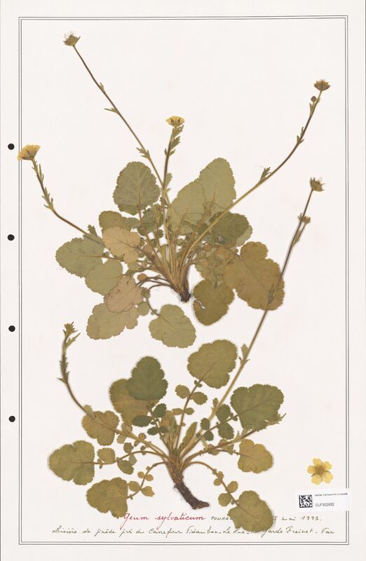 Geum sylvaticum  (Rosaceae)