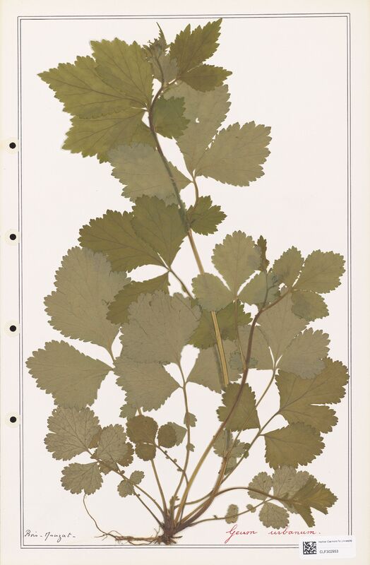 Geum urbanum  (Rosaceae)