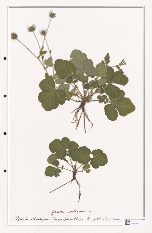 Geum urbicum  (Rosaceae)