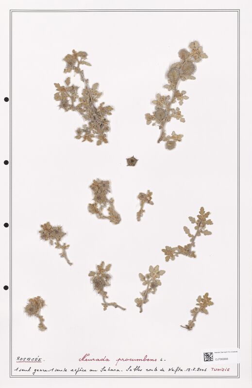 Neurada procumbens  (Rosaceae)