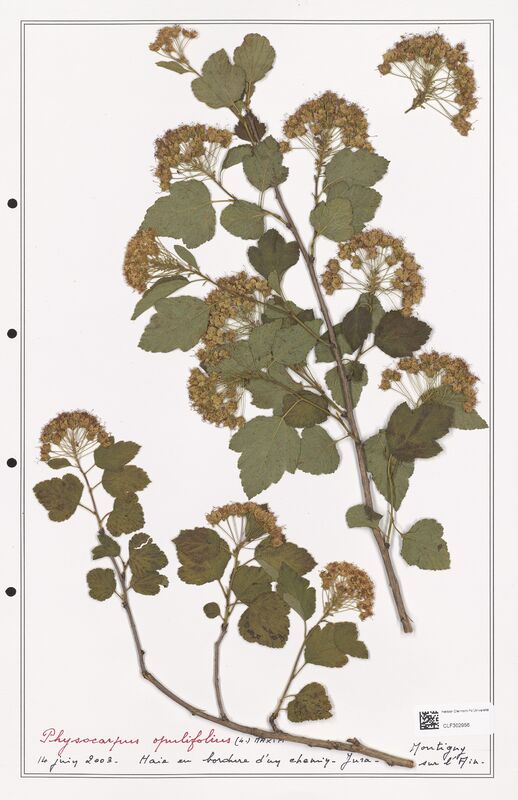 Physocarpus opulifolius  (Rosaceae)