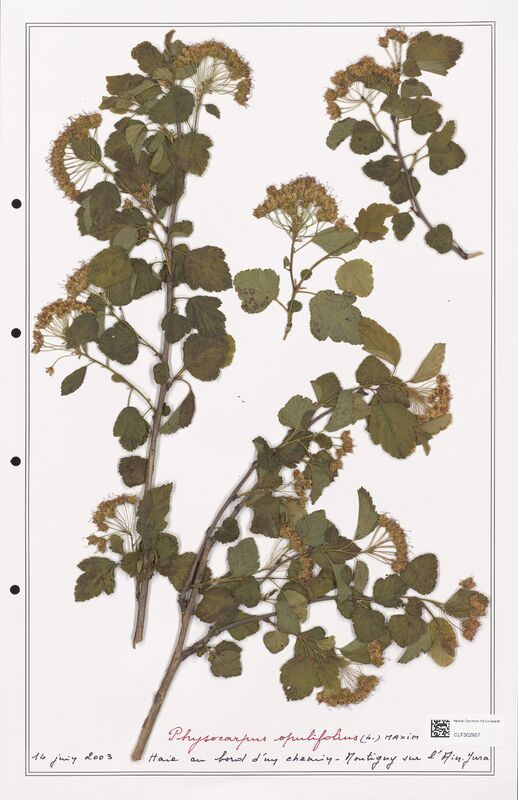 Physocarpus opulifolius  (Rosaceae)