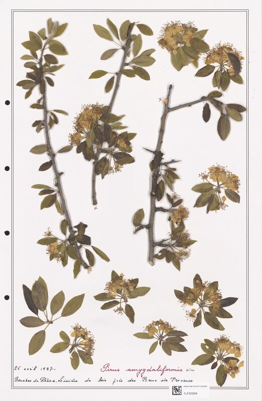 Pirus amygaliformis  (Rosaceae)