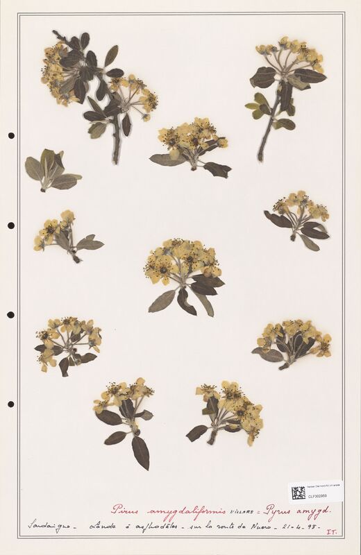 Pirus amygaliformis  (Rosaceae)