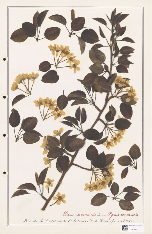 Pirus amygaliformis  (Rosaceae)