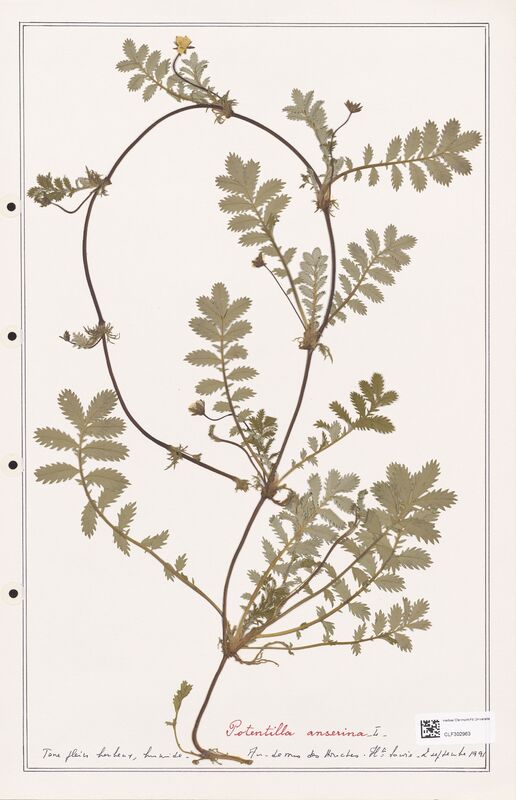 Potentilla anserina  (Rosaceae)