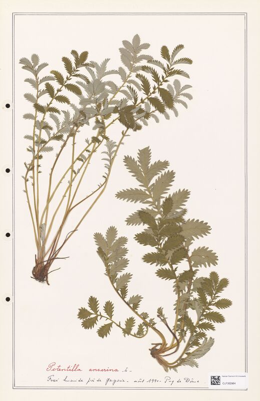 Potentilla anserina  (Rosaceae)