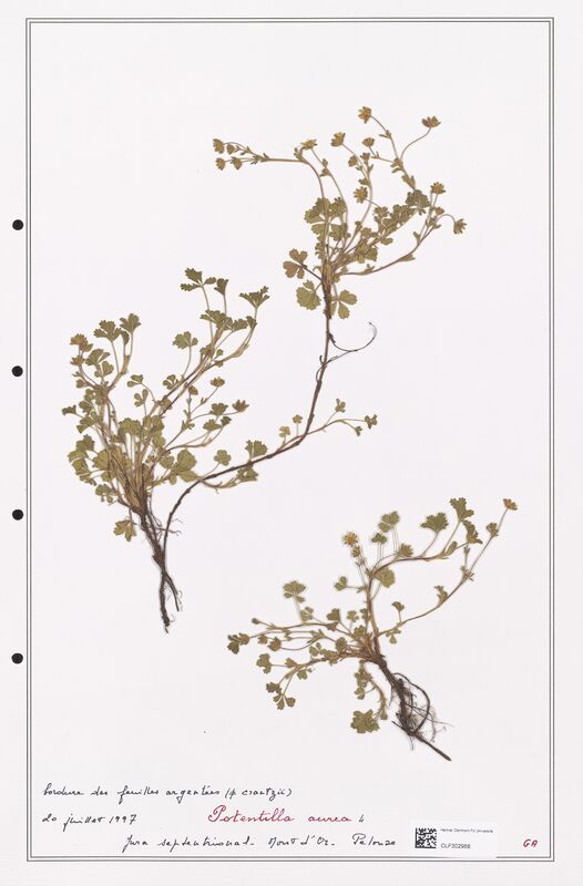 Potentilla aurea  (Rosaceae)