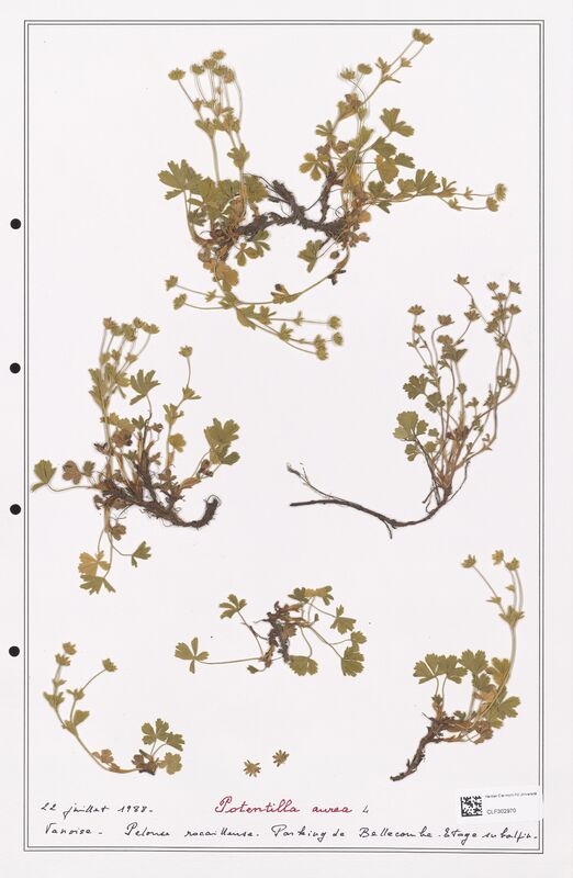 Potentilla aurea  (Rosaceae)