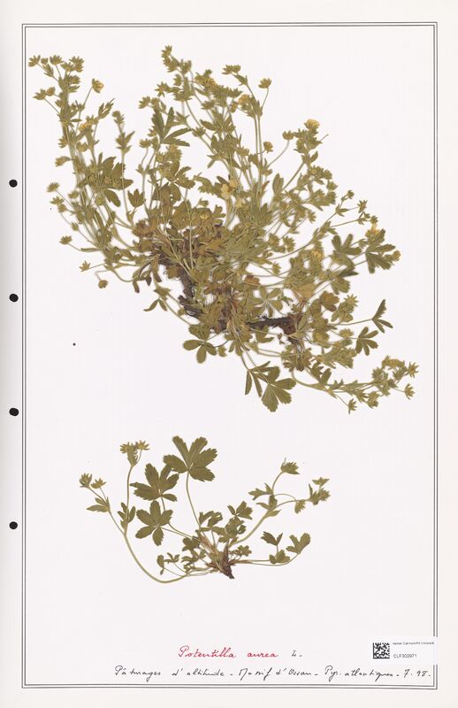 Potentilla aurea  (Rosaceae)