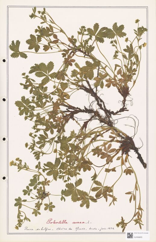 Potentilla aurea  (Rosaceae)