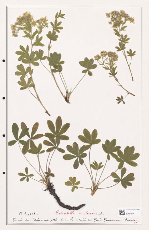 Potentilla caulescens  (Rosaceae)