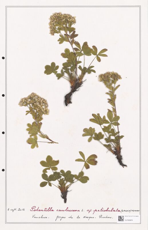 Potentilla caulescens  (Rosaceae)