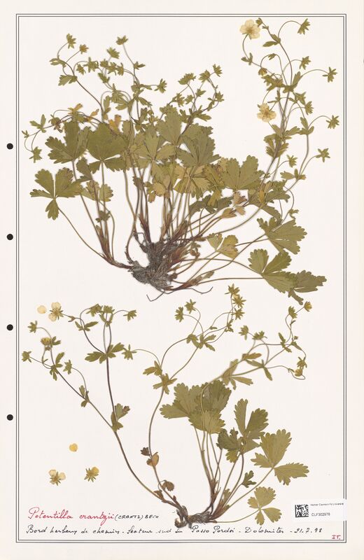 Potentilla crantzii  (Rosaceae)