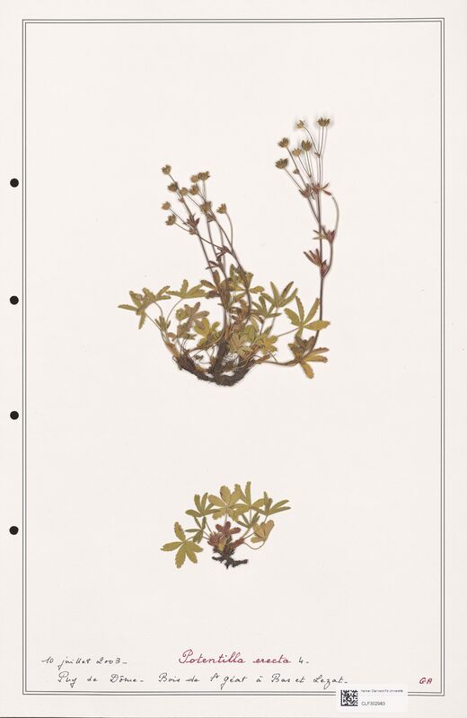 Potentilla erecta  (Rosaceae)