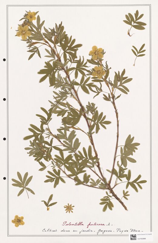 Potentilla fruticosa  (Rosaceae)