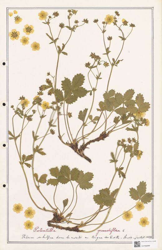 Potentilla grandiflora  (Rosaceae)