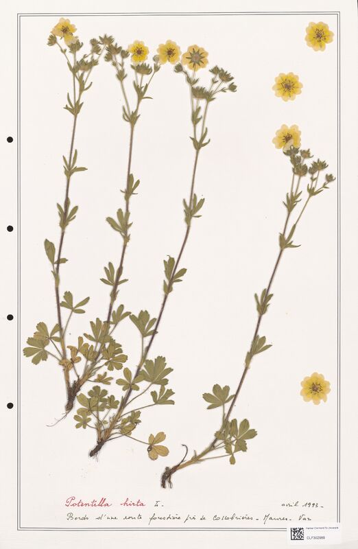 Potentilla hirta  (Rosaceae)