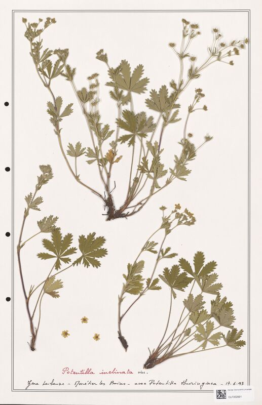 Potentilla inclinata  (Rosaceae)