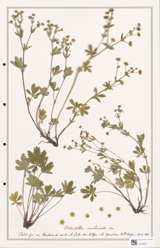 Potentilla inclinata  (Rosaceae)