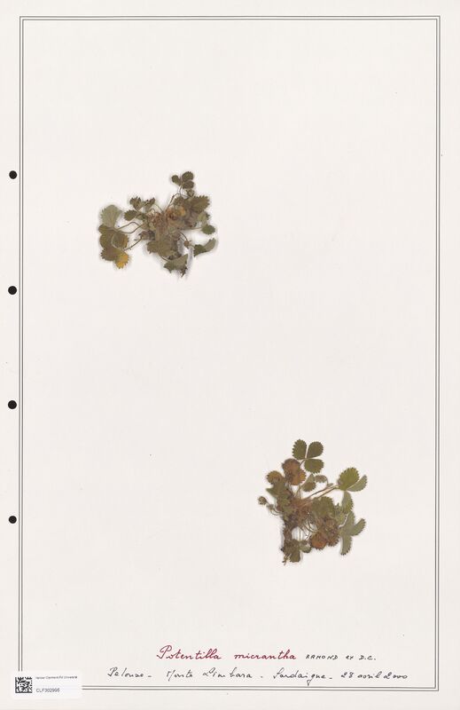 Potentilla micrantha  (Rosaceae)