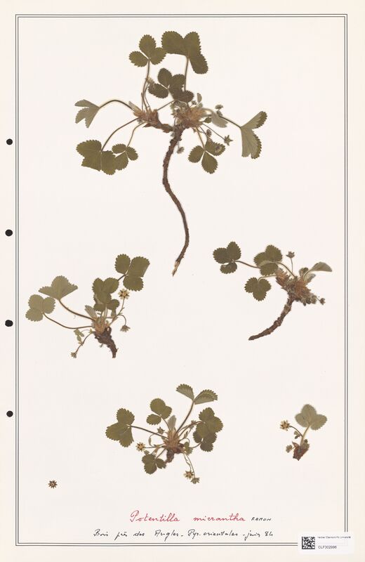 Potentilla micrantha  (Rosaceae)