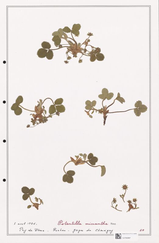 Potentilla micrantha  (Rosaceae)