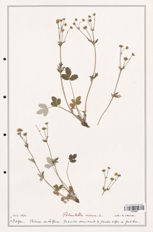Potentilla nivea  (Rosaceae)