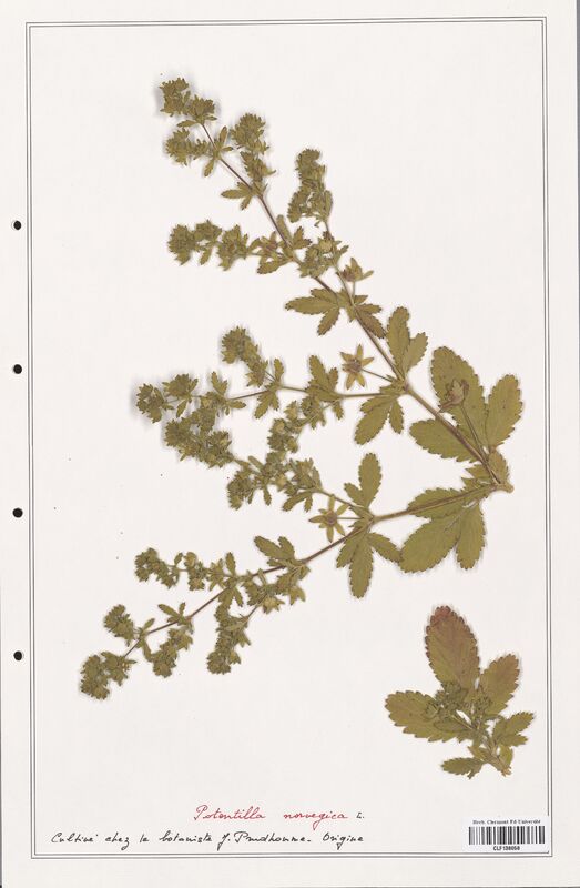 Potentilla norvegica  (Rosaceae)