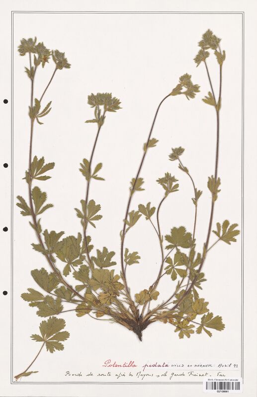 Potentilla pedata  (Rosaceae)