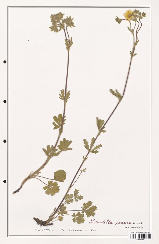 Potentilla pedata  (Rosaceae)