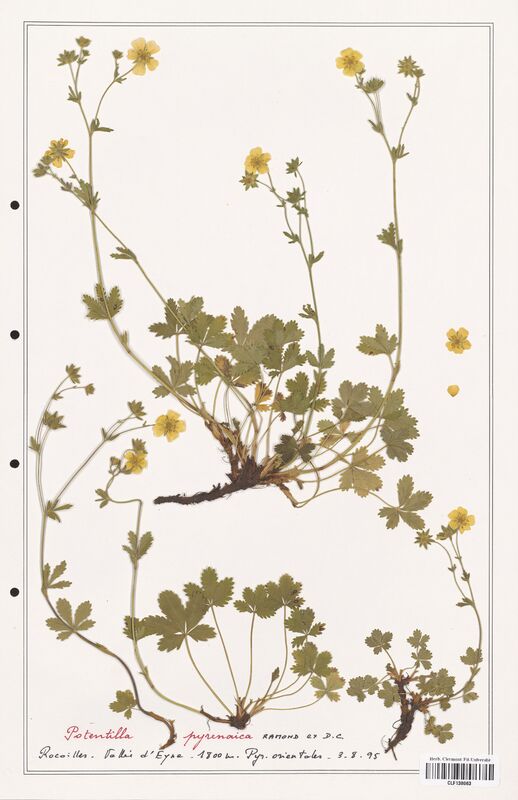Potentilla pyrenaica  (Rosaceae)