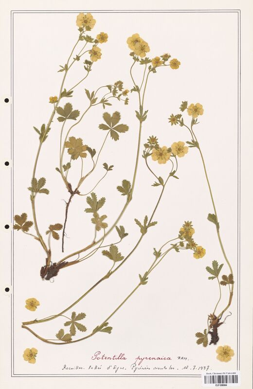 Potentilla pyrenaica  (Rosaceae)