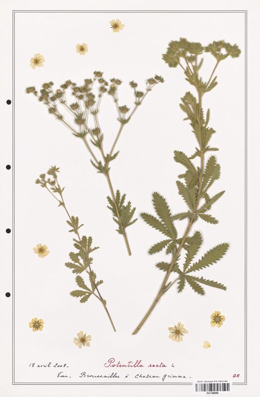 Potentilla recta  (Rosaceae)