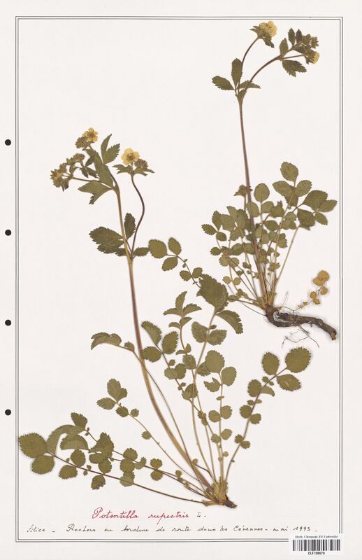 Potentilla rupestris  (Rosaceae)