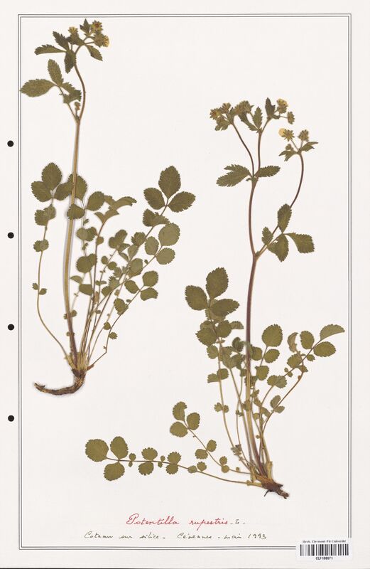 Potentilla rupestris  (Rosaceae)