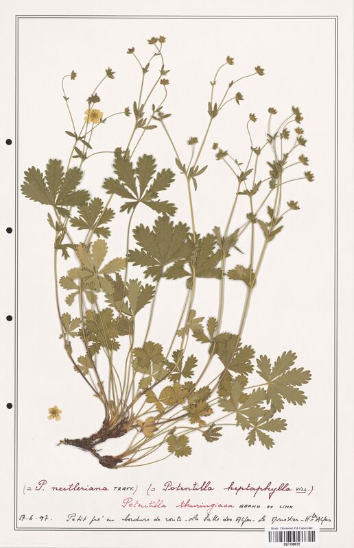 Potentilla thuringiaca  (Rosaceae)