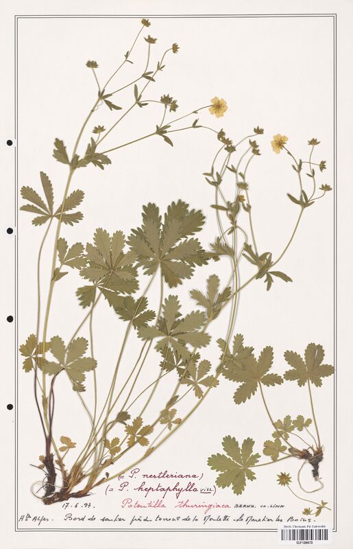 Potentilla thuringiaca  (Rosaceae)