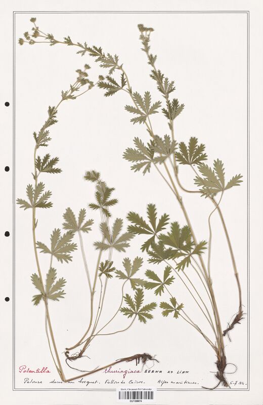 Potentilla thuringiaca  (Rosaceae)