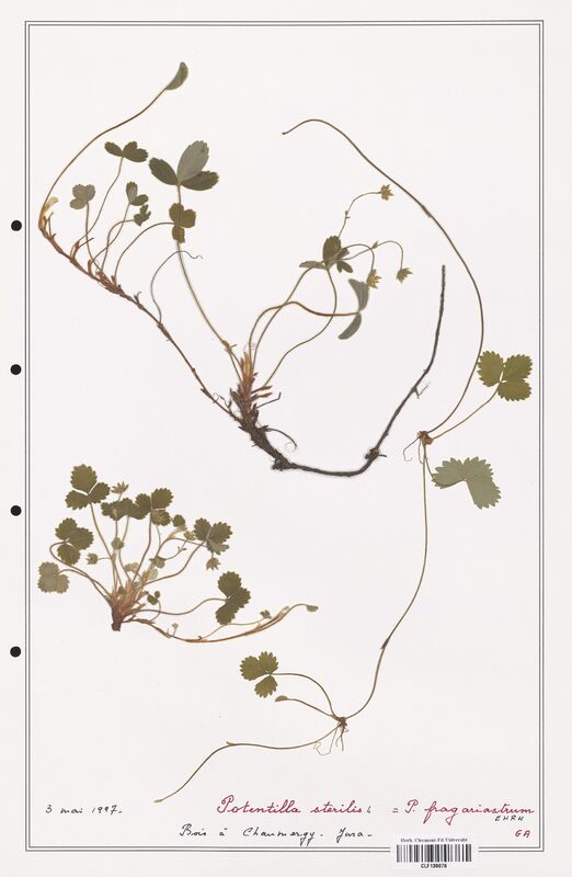 Potentilla sterilis  (Rosaceae)