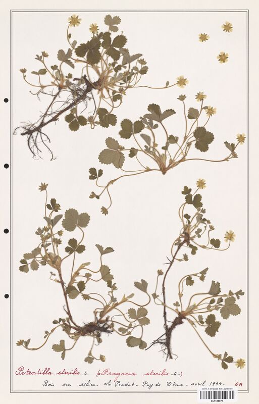 Potentilla sterilis  (Rosaceae)