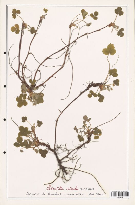 Potentilla sterilis  (Rosaceae)