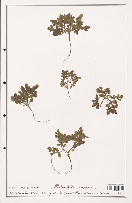 Potentilla supina  (Rosaceae)